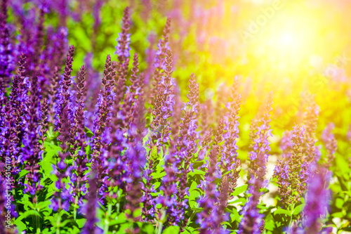 Beautiful lilac lavender flowers close-up.