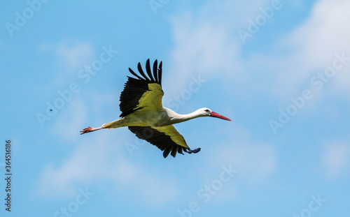 Stork flying close up in good lightning photo