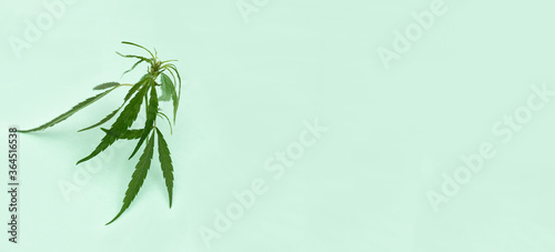 Fototapeta Naklejka Na Ścianę i Meble -  Fresh Green shoot of Cannabis plant on light green paper background. Green nature organic ingredients for cosmetology.  Banner with Copy space.