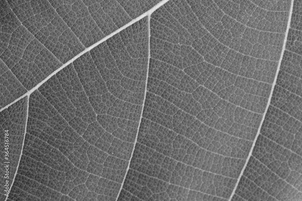 Obraz premium dry black and white leaf texture