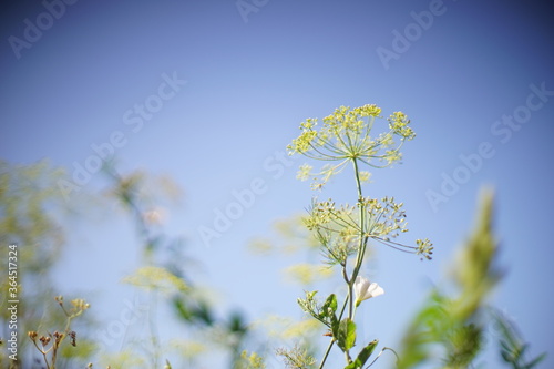 Flowering dill grows in the garden. Selective soft focus. Blue sky background