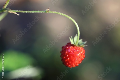 Wild stawberries