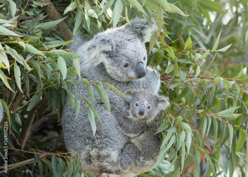 Photography Koala baby on mother's back.