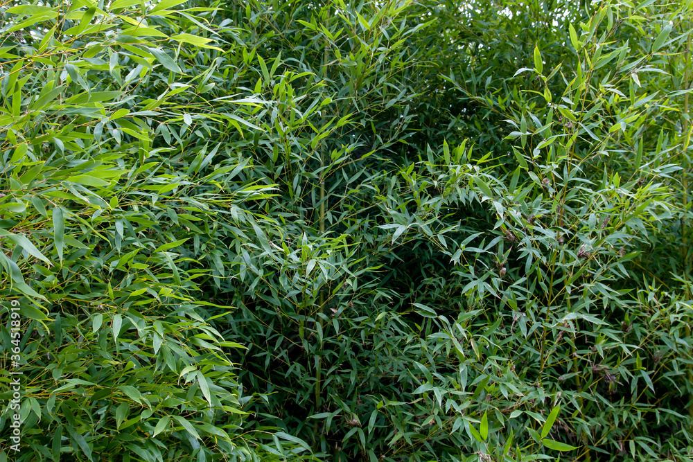 Obraz premium Bamboo forest