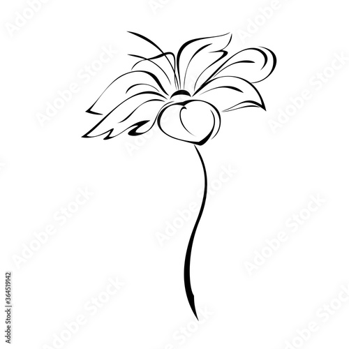 one unique stylized blooming flower on a short stalk without leaves in black lines on a white background