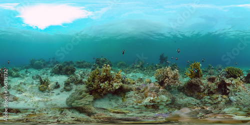 Tropical coral reef 360VR. Underwater fishes and corals. Panglao, Philippines. © Alex Traveler