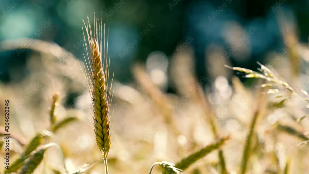 Wheat Ears growing in a field_Fuji ETERNA 250D Fuji 3510 (by Adobe)_Sony A73_100-400mm f4.5-f5.6 Wheat Ears growing in a field_Fuji ETERNA 250D Fuji 3510 (by Adobe)_Sony A73_100-400mm f4.5-f5.6