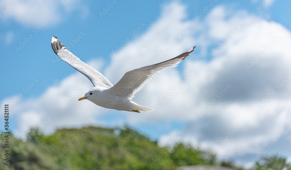 Flying sea gull over a sunny beach Flying sea gull over a sunny beach