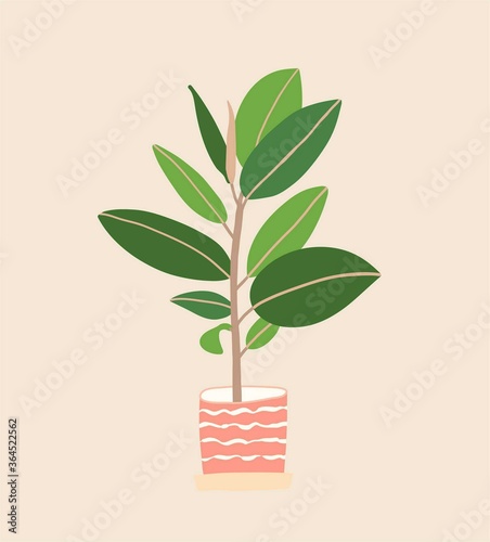 Ficus elastica in ceramic flowerpot. Houseplant isolated. Trendy hugge style, urban jungle decor. Hand drawn sketch, naive art. Print, poster, banner, wallpaper. Logo, label. Green, beige pastel color
