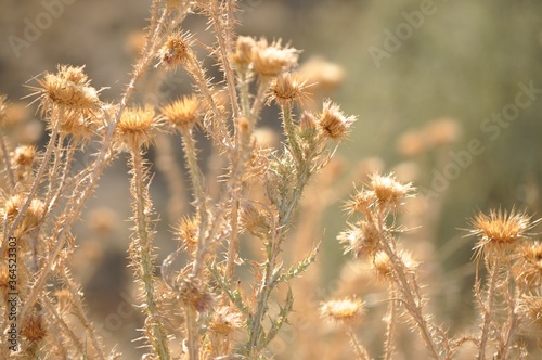 nature, grass, plant, field, wheat, flower, dry, yellow, summer, agriculture, macro, autumn, weed, spring, flora, green, meadow, thistle, cereal, crop, grain, wild, dried, brown, sun