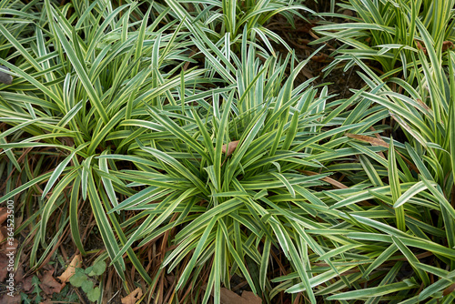 Liriope muscari
