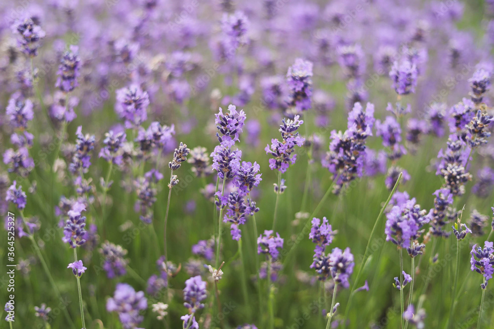 Fototapeta premium field of lavender flowers
