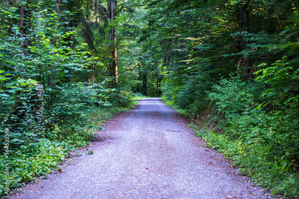 The road surrounded by green trees during daytime The road surrounded by green trees during daytime