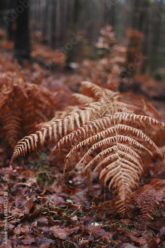 fern in the forest © Marta