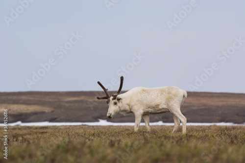 spring  wild white polar deer with horns  grazing  nibbling the green grass close-up