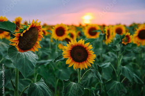 Field of young orange sunflowers