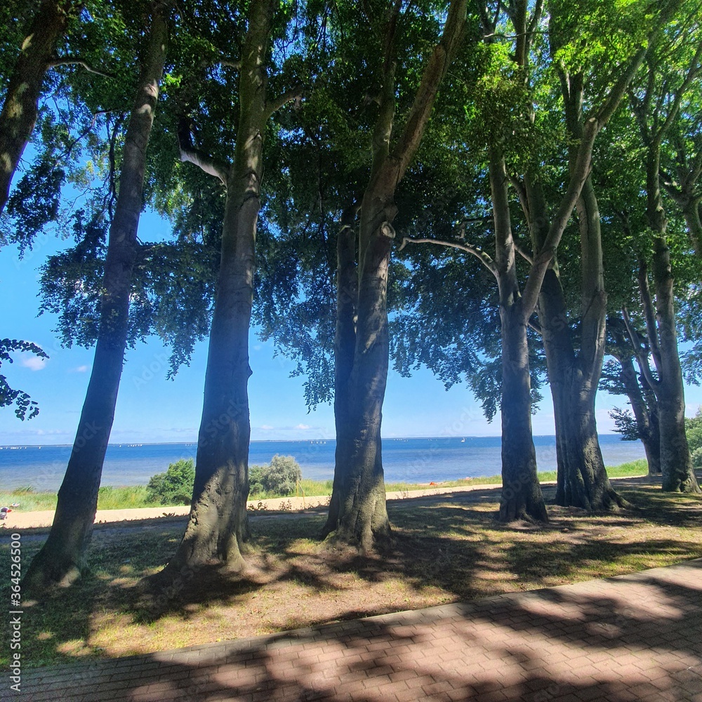 Blue sea and sky between trees. Nature landscape. Blue sea and sky between trees. Nature landscape.
