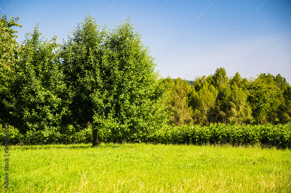The trees in front of the green landscape during daytime