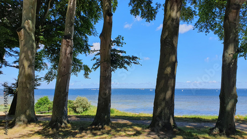 Blue sea and sky between trees. Nature landscape.
