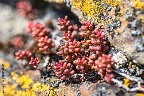 Macro shoot of a coral carpet plant  ripening on the rocks on a hot summer day.