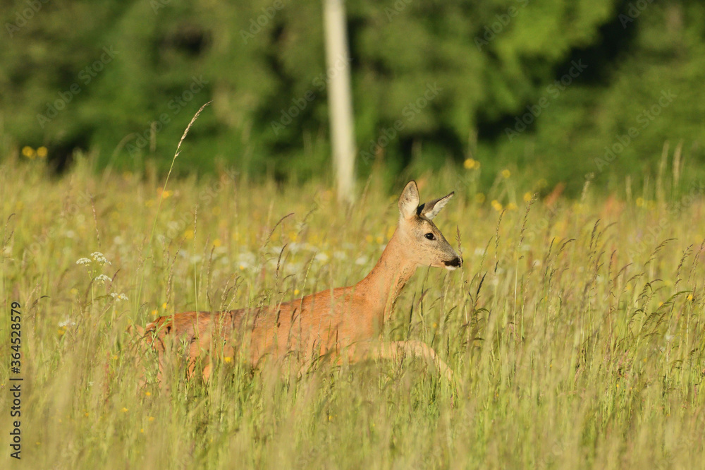 A close up view of a roe deer jumping in the grass