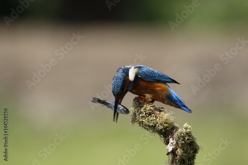 Male common kingfisher fishing from a mossy perch at the lake photo