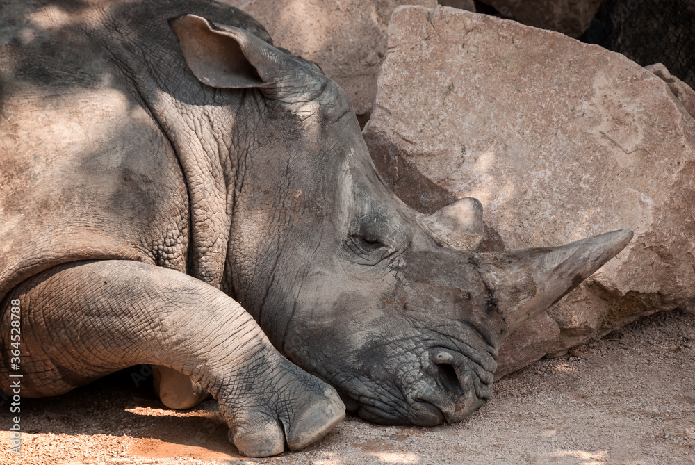 Close-up of an African white rhinoceros lying down in the shade of a tree. Close-up of an African white rhinoceros lying down in the shade of a tree.