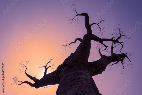 Silhouette of a baobab with sunset colors