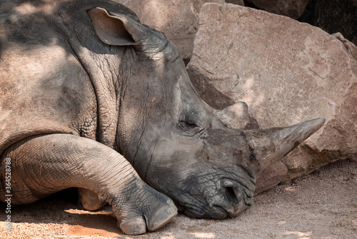 Close-up of an African white rhinoceros lying down in the shade of a tree.