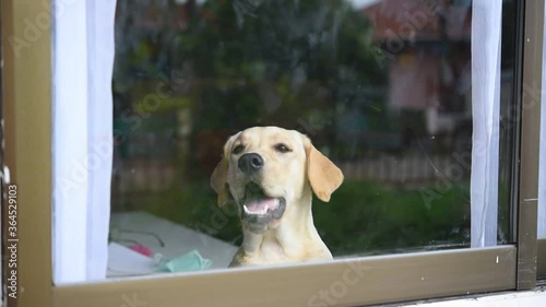 Labrador dogs barking in a room with glass windows