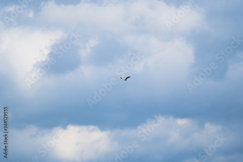 Stork flying in the air on a sunny and cloudy day