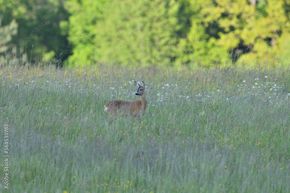 Two deer roe graze in a meadow in tall grass in summer Two deer roe graze in a meadow in tall grass in summer