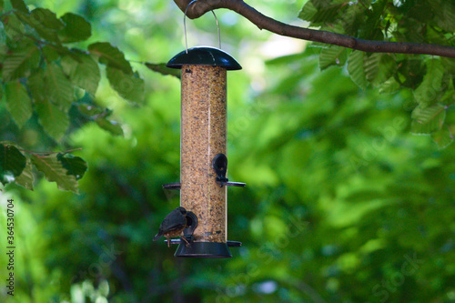 Canvas Print Wild bird eating from a tube feeder (silo) filled with delicious seeds