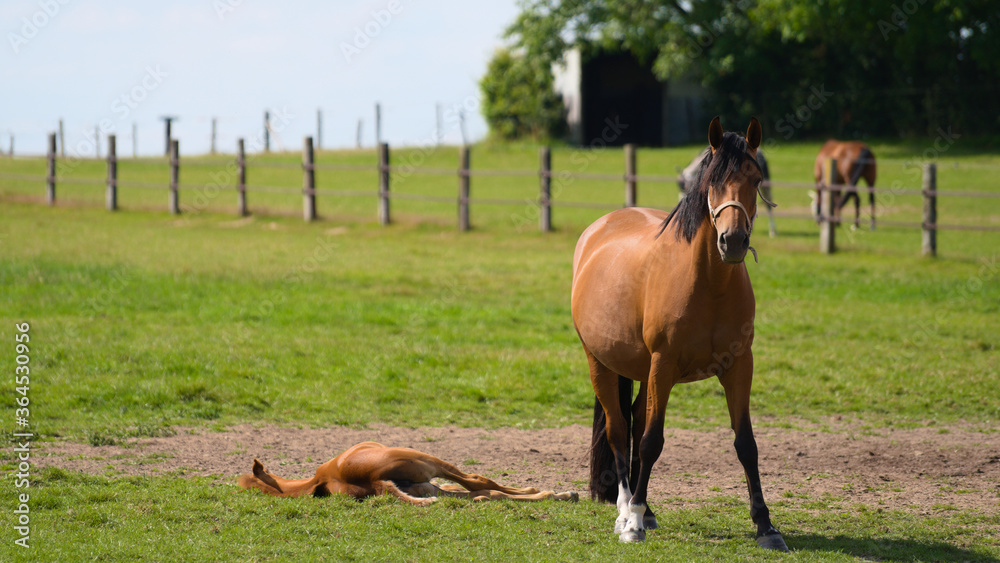 Brown baby foal horse  laying in the grass and mother mare at the ranch eating grass