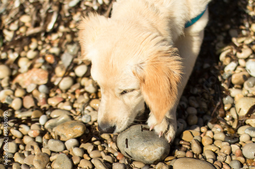 close up portrait golden retriever puppy dog playing and trying to catch a stone with his mouth and his paw on the beach during a sunny day in Catalonia Spain