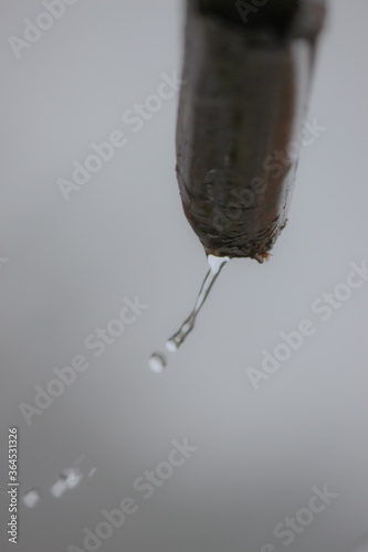 WATER DROPS FROM THE WOODS