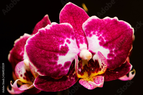 Purple flowering orchids isolaten on the black background photo