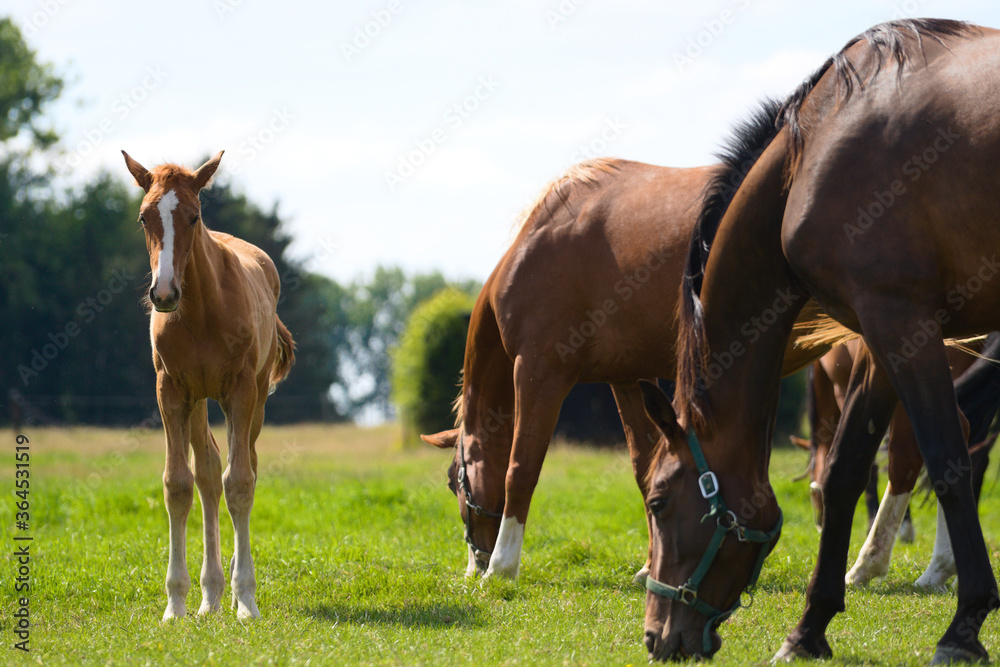 Obraz premium Brown baby foal horse and mother at the ranch eating grass