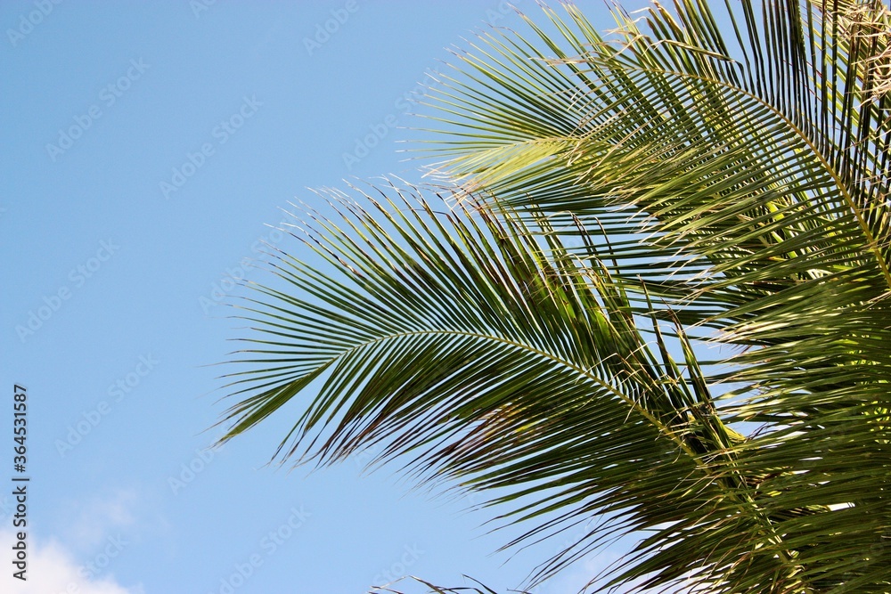 A palm tree waving to the rythm of the waves at Miami Beach. Tropical green palm tree and blue summer sky.