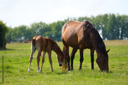 Brown baby foal horse and mother at the ranch eating grass