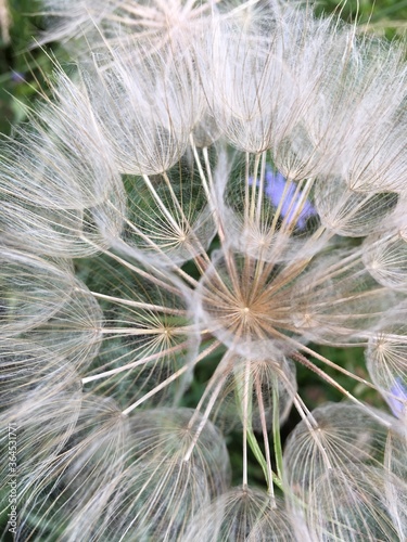 dandelion seed head