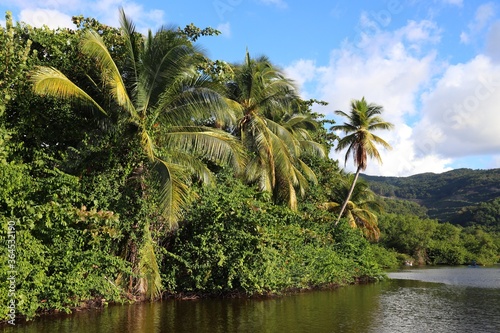 Guadeloupe jungle landscape