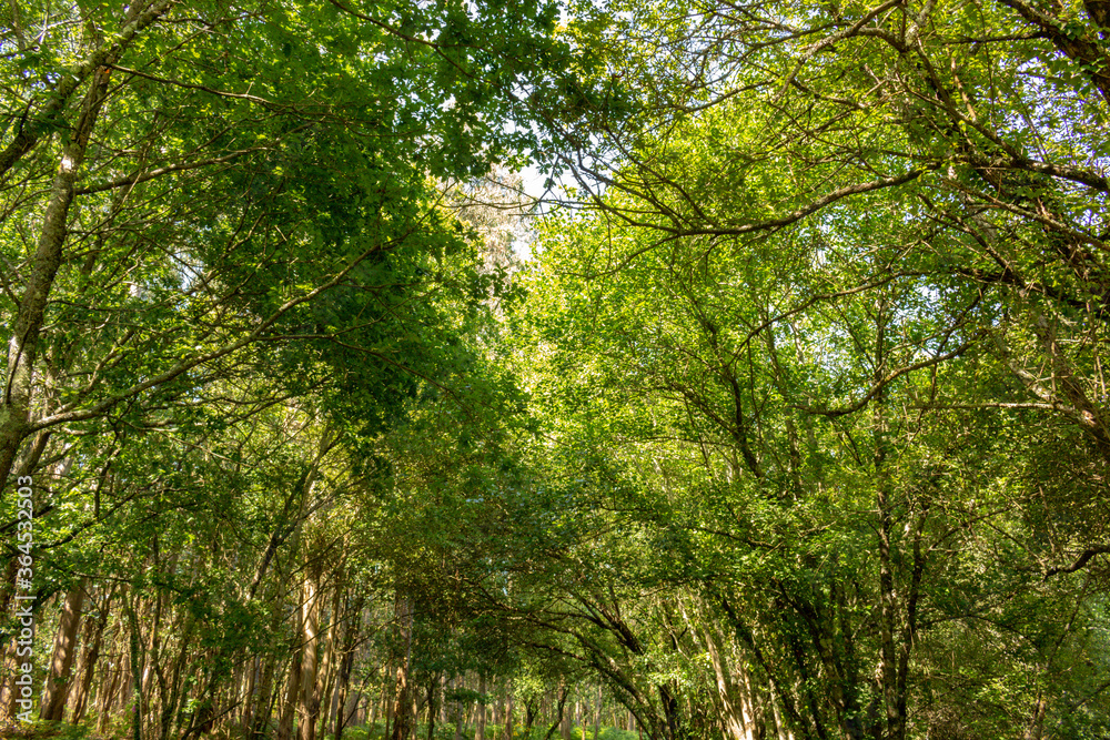 Summer forest nature. Vivid morning in green forest with sun rays through branches of trees. Scenery of nature with sunlight at Alvaraes, Viana do Castelo, Portugal. Summer forest nature. Vivid morning in green forest with sun rays through branches of trees. Scenery of nature with sunlight at Alvaraes, Viana do Castelo, Portugal.