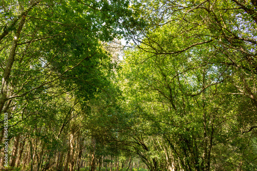 Summer forest nature. Vivid morning in green forest with sun rays through branches of trees. Scenery of nature with sunlight at Alvaraes, Viana do Castelo, Portugal. © An Instant of Time