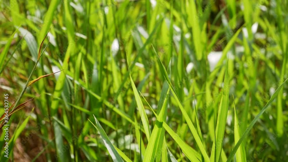 Dragonfly sitting on Grass Straw Flying Off Dragonfly sitting on Grass Straw Flying Off