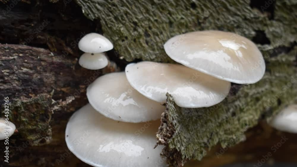 Smooth zooming in on a bunch of Porcelain Mushroom - Oudemansiella mucida growing on a huge beech trunk in Devon England