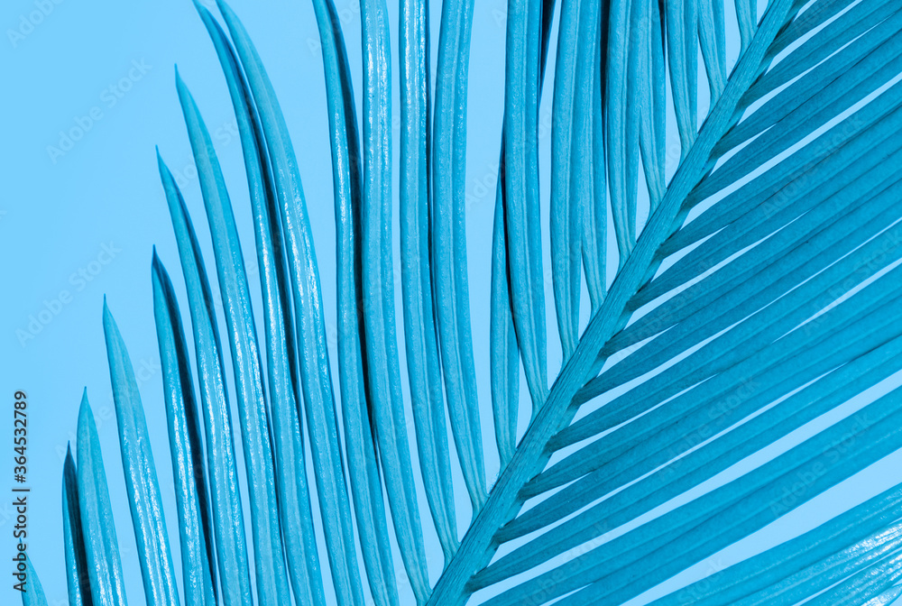 Obraz premium Tropical palm leaves neon color blue branch closeup