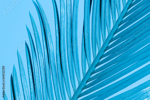 Tropical palm leaves neon color blue branch closeup