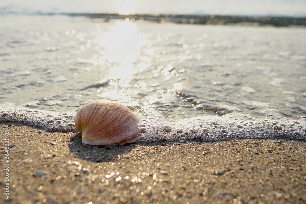 Seashell in the sand on the beach Seashell in the sand on the beach