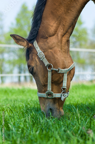 Close up of the head of a horse with halter grazing in a fresh green pasture. Seen from low perspective